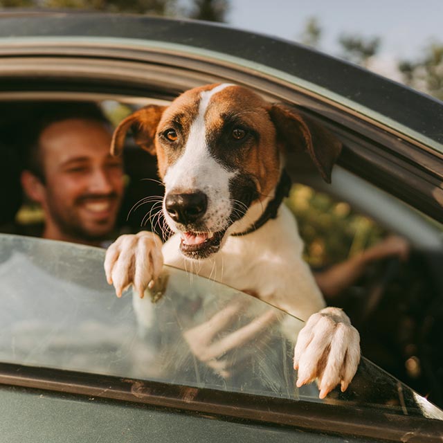 A man and his dog in a car